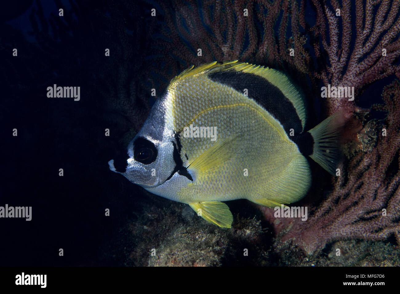 barberfish, Johnrandallia nigrirostris, Sea of Cortez, Baja California, Mexico, East Pacific Ocean  Date: 24.06.08  Ref: ZB777 115632 0033  COMPULSORY Stock Photo