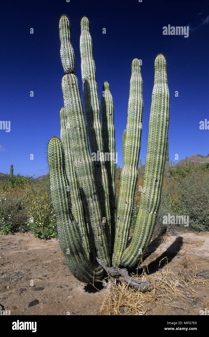 Captus