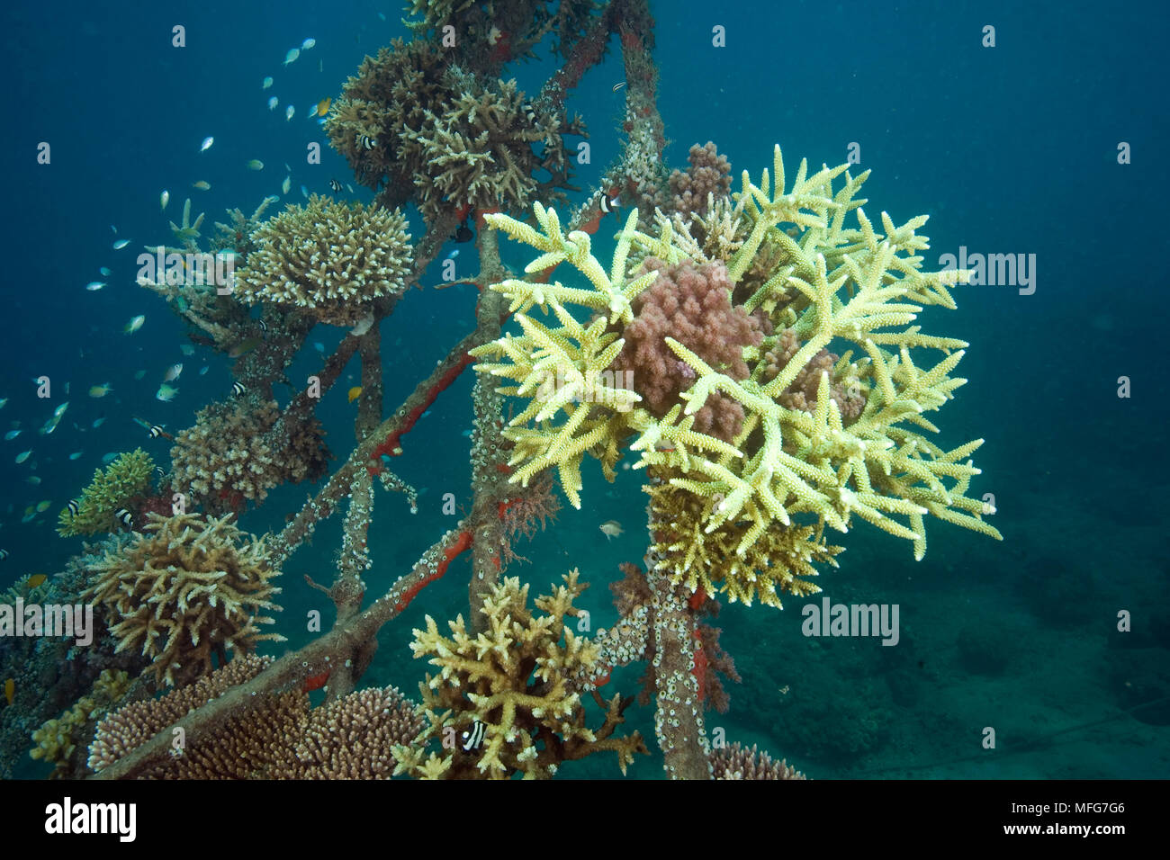 Hard coral attached to the structure of bio-rock, method of enhancing ...