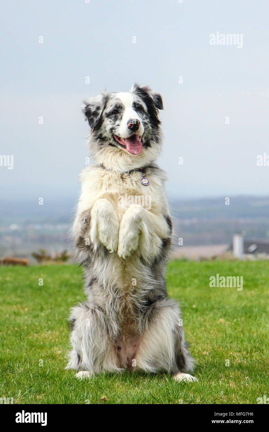 Funny aussie dog videos hotsell