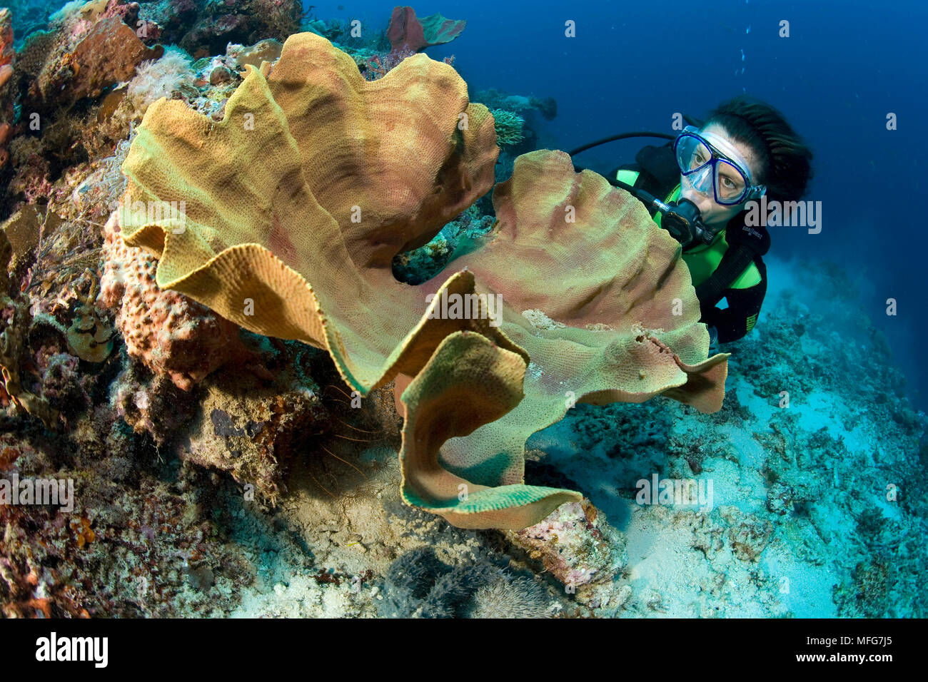 Padi Language Selector