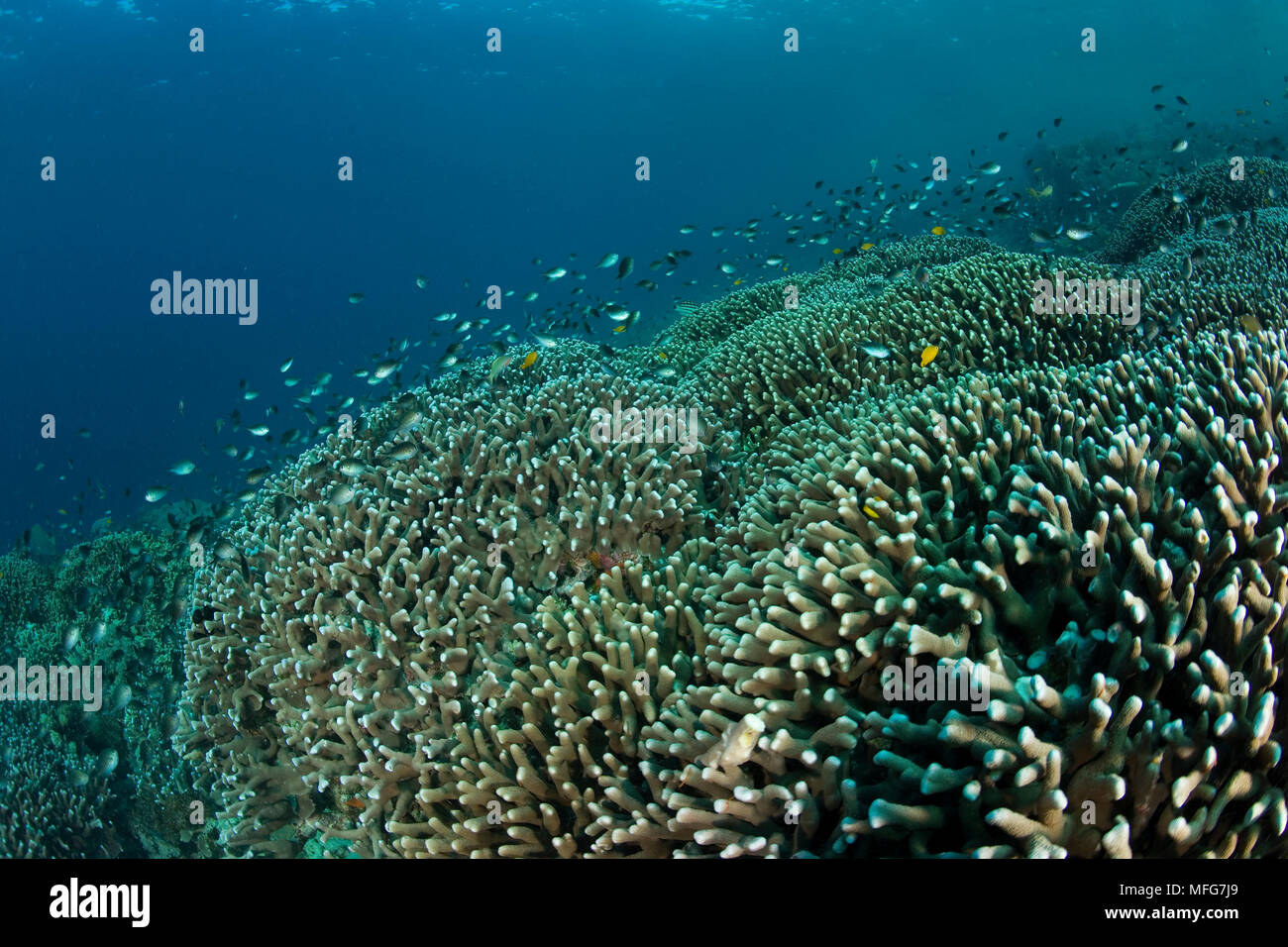 Hard coral reef, Stylophora pistillata, Garden Eels dive site, Menjangan Island, Bali Island, Indonesia, Pacific Ocean  Date: 22.07.08  Ref: ZB777 117 Stock Photo