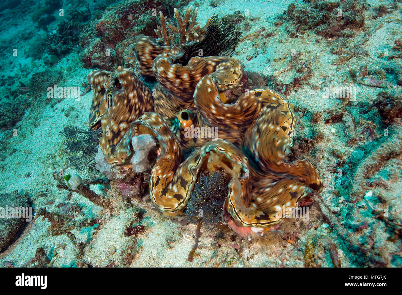 Bivalve shell, Tridacna derasa, Gili Mimpang, Candidasa, Bali Island, Indonesia, Pacific Ocean  Date: 22.07.08  Ref: ZB777 117071 0060  COMPULSORY CRE Stock Photo