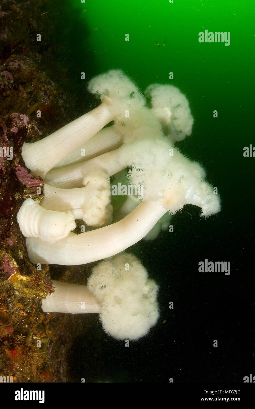 White-plumed anemone, Metridium senile, Vancouver Island, British Columbia, Canada, Pacific Ocean  Date: 22.07.08  Ref: ZB777 117075 0002  COMPULSORY Stock Photo