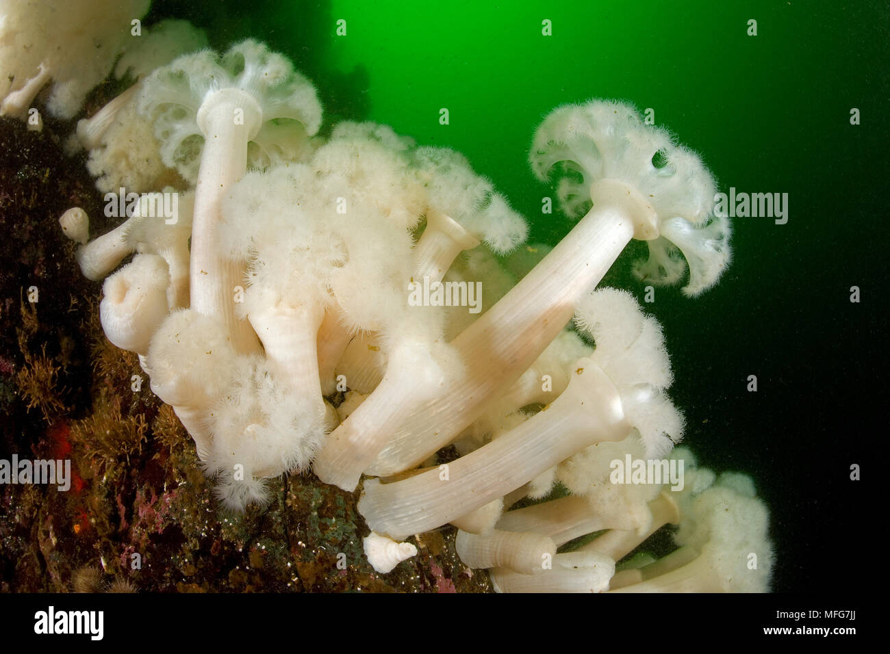 White-plumed anemone, Metridium senile, Vancouver Island, British Columbia, Canada, Pacific Ocean  Date: 22.07.08  Ref: ZB777 117075 0003  COMPULSORY Stock Photo