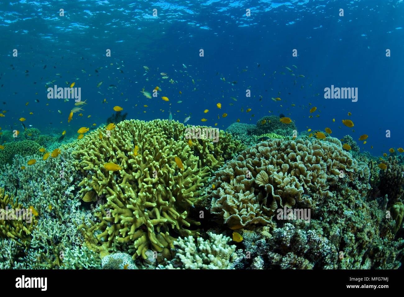 Hard coral reef, Stylophora pistillata and other species, Talisay Tree Reef, Cabilao Island, Bohol, Central Visayas, Philippines, Pacific Ocean  Date: Stock Photo