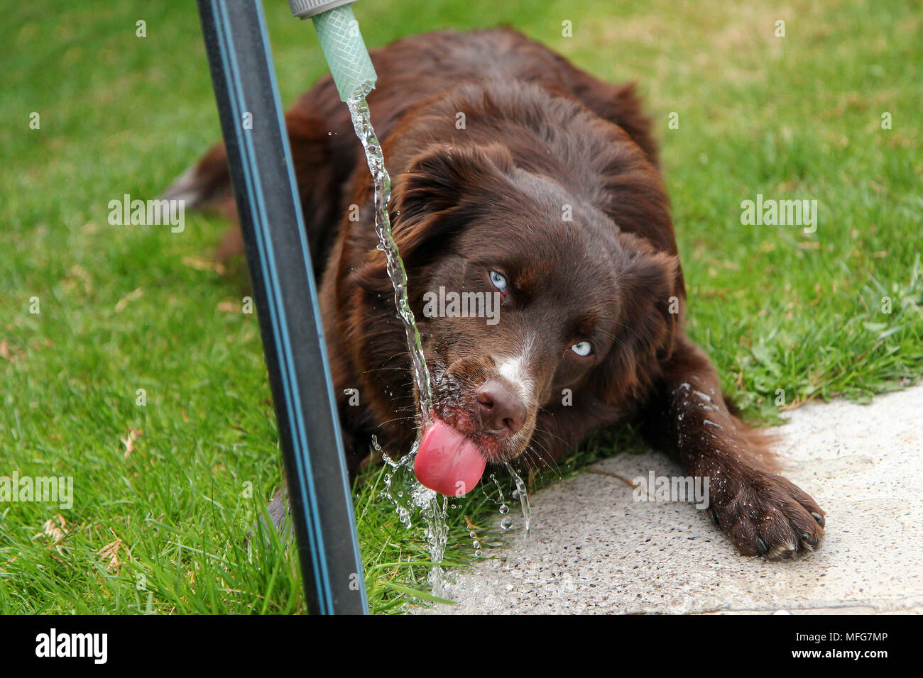 A thirsty dog is drinking water and looking quite funny. Stock Photo