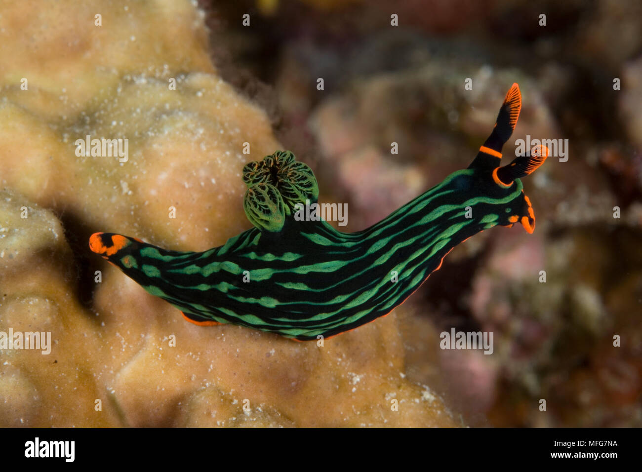 Nudibranch, Nembrotha kubaryana, Cabilao House Reef, Cabilao Island, Bohol, Central Visayas, Philippines, Pacific Ocean  Date: 22.07.08  Ref: ZB777 11 Stock Photo