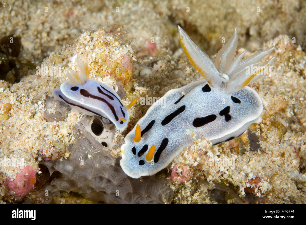 Couple of nudibranch, Chromodoris dianae, My Paradise Reef, Cabilao Island, Bohol, Central Visayas, Philippines, Pacific Ocean  Date: 22.07.08  Ref: Z Stock Photo