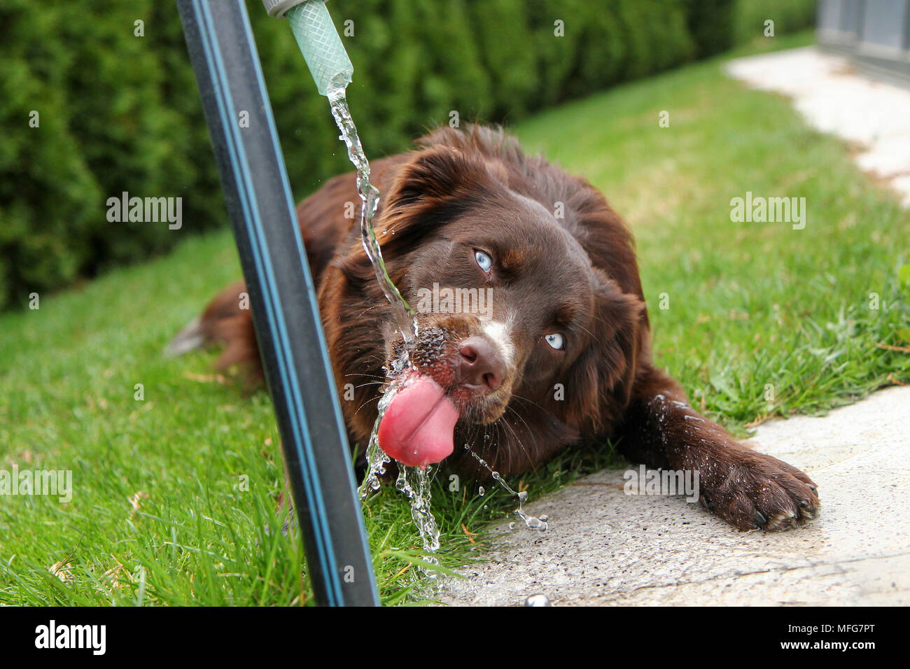 A thirsty dog is drinking water and looking quite funny. Stock Photo