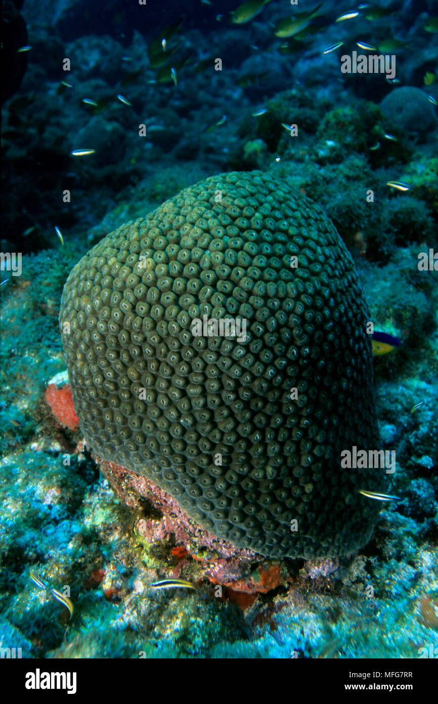 Hard coral, Favia sp., Fernando de Noronha National marine sanctuary, Pernambuco, Brazil, South Atlantic Ocean  Date: 22.07.08  Ref: ZB777 117081 0010 Stock Photo