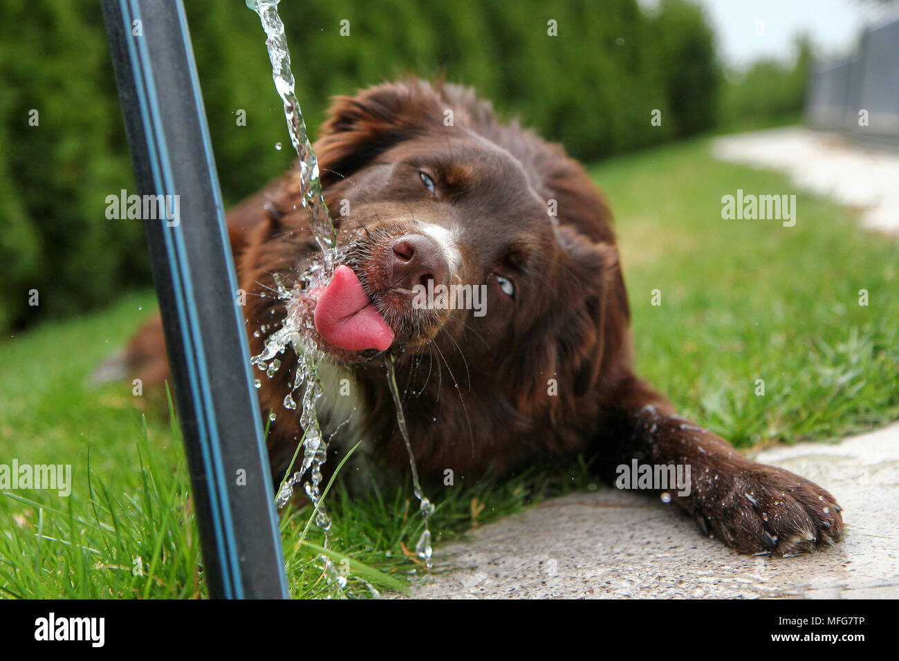 A thirsty dog is drinking water and looking quite funny. Stock Photo