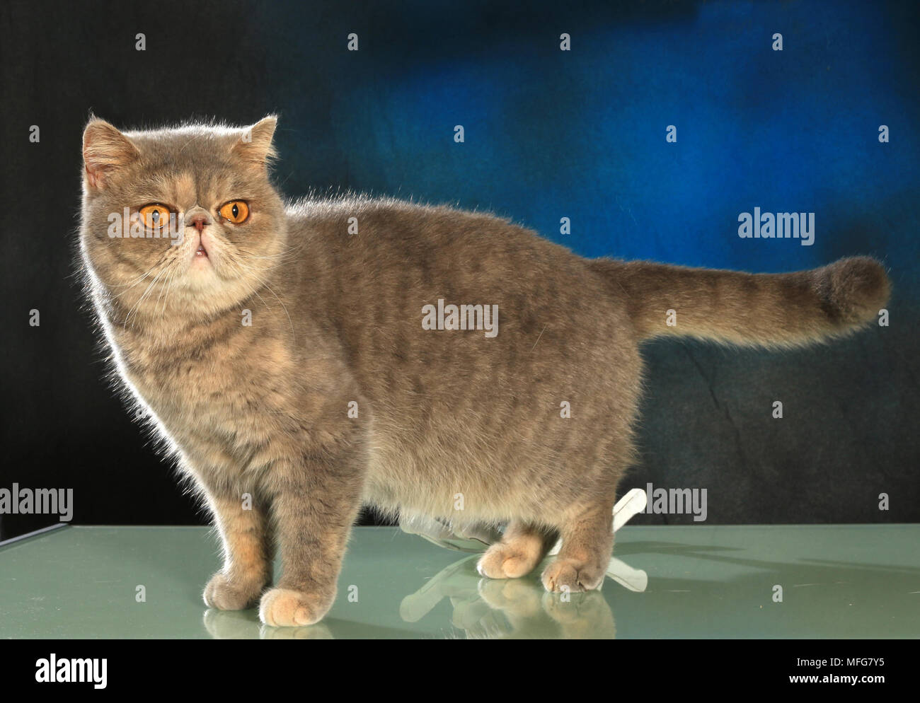exotic shorthair cat Stock Photo