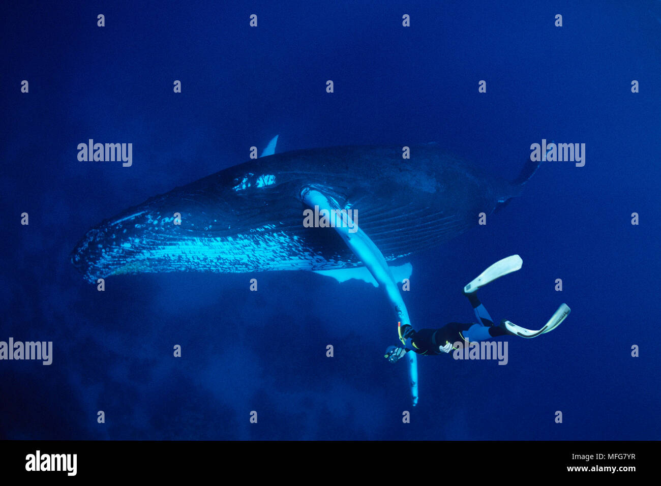 free diver looking for humpback whales, Megaptera novaeangliae, Vulnerable (IUCN), Silver Bank, Turks & Caicos, Caribbean Sea, Atlantic Ocean  Date: 2 Stock Photo