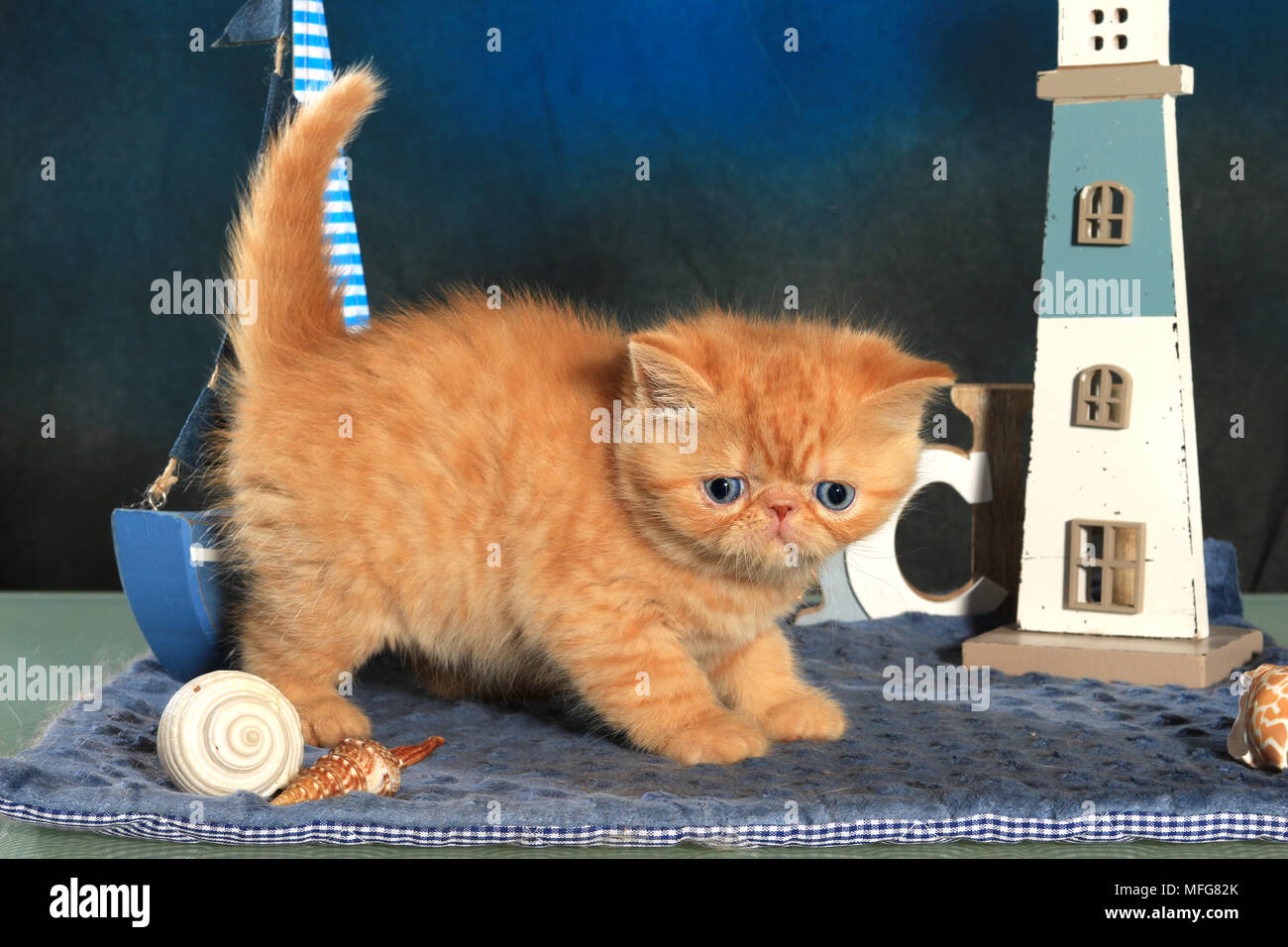 Exotic Shorthair Kitten 5 Weeks Old Ginger Stock Photo