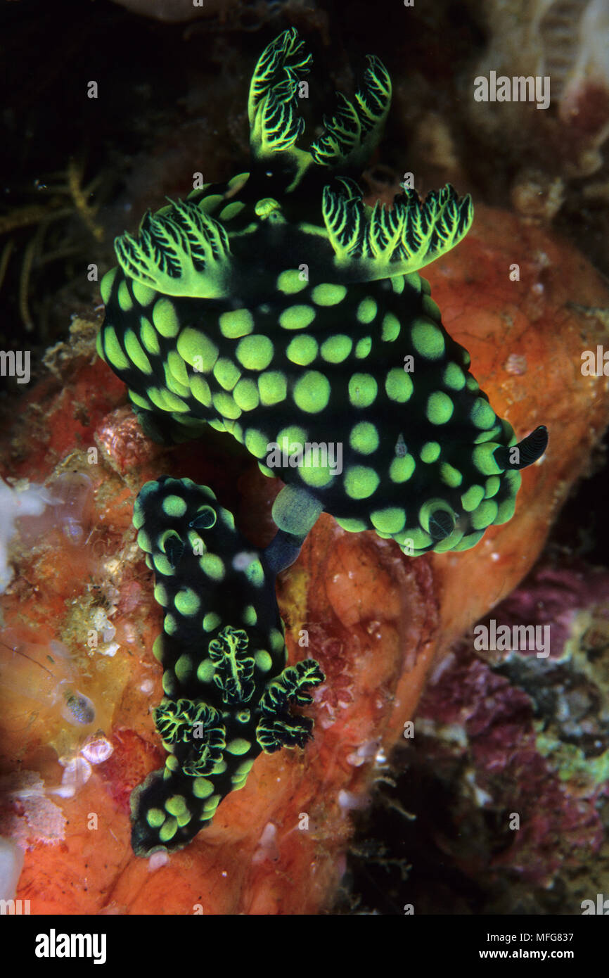 Couple of nudibranch pairing, Nembrotha cristata, Komodo archipelago islands, Komodo National Park, Indonesia, Pacific Ocean  Date: 23.07.08  Ref: ZB7 Stock Photo