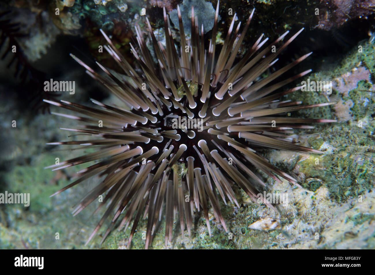 Sea urchin, Echinometra mathaei, Komodo archipelago islands, Komodo National Park, Indonesia, Pacific Ocean  Date: 23.07.08  Ref: ZB777 117122 0061  C Stock Photo