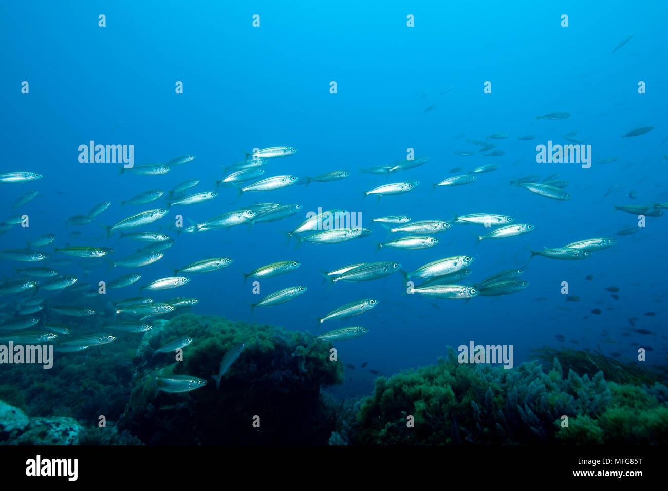 Shoal of bogue, Boops boops, Marettimo Island, small mountainous island of Egadi group, on the north western coast of Sicily, Italy  Date: 23.07.08  R Stock Photo