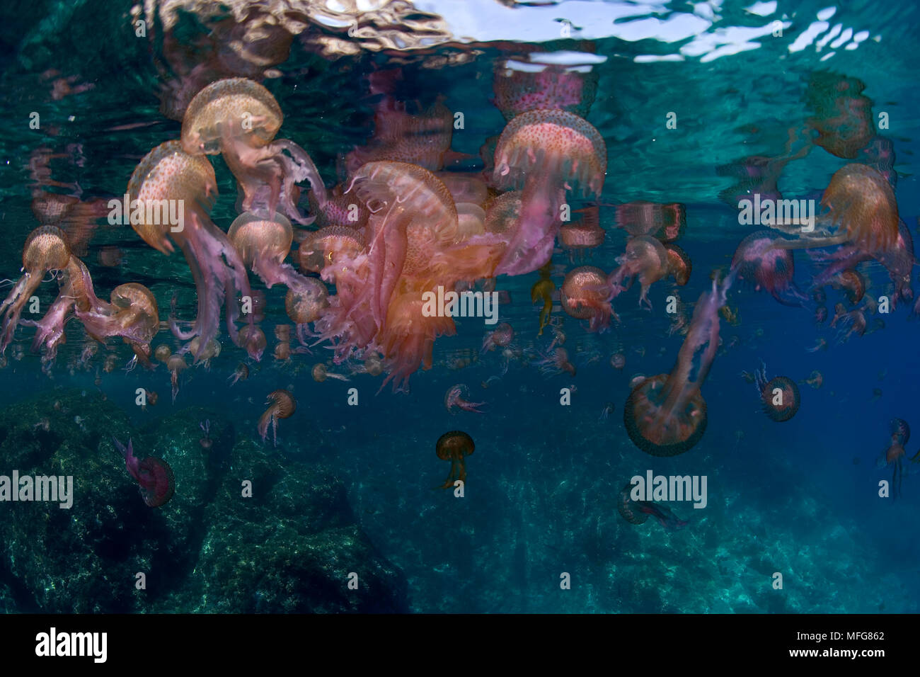 Jellyfish, mauve stinger, Pelagia noctiluca, close to the surface, Marettimo Island, small mountainous island of Egadi group, on the north western coa Stock Photo