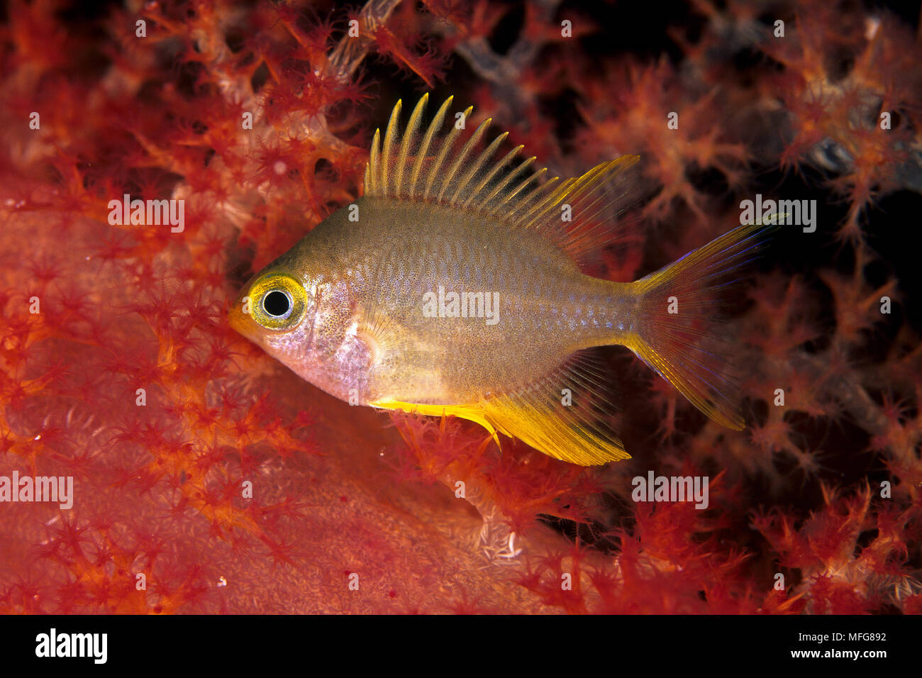 Golden damselfish, Amblyglyphidodon aureus, sleeps in soft coral, Dendronephthya sp., Palau (Belau), Micronesia, Pacific Ocean  Date: 23.07.08  Ref: Z Stock Photo