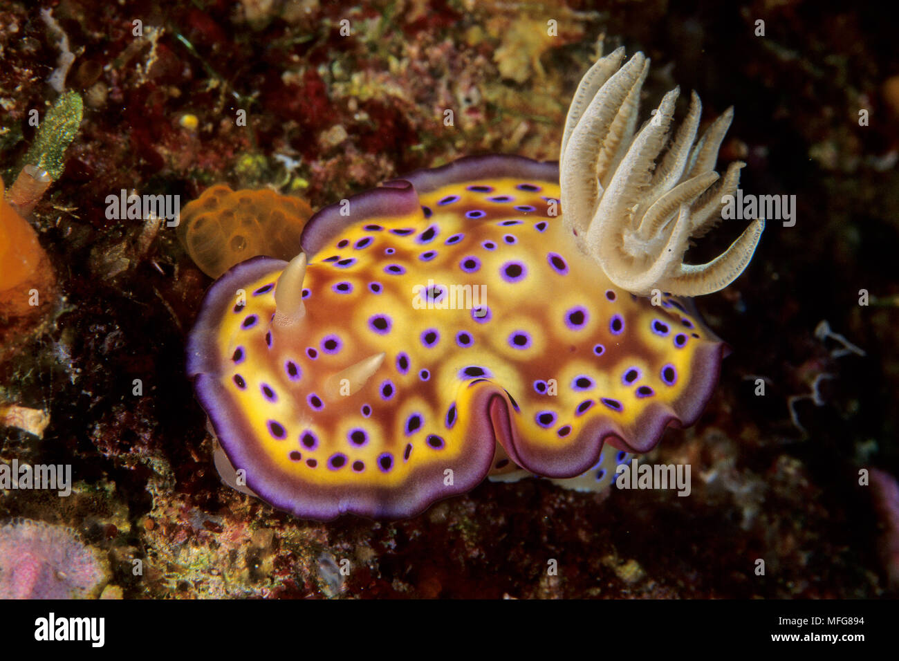 Chromodoris nudibranch, Chromodoris kuniei, Palau (Belau), Micronesia, Pacific Ocean  Date: 23.07.08  Ref: ZB777 117155 0016  COMPULSORY CREDIT: Ocean Stock Photo