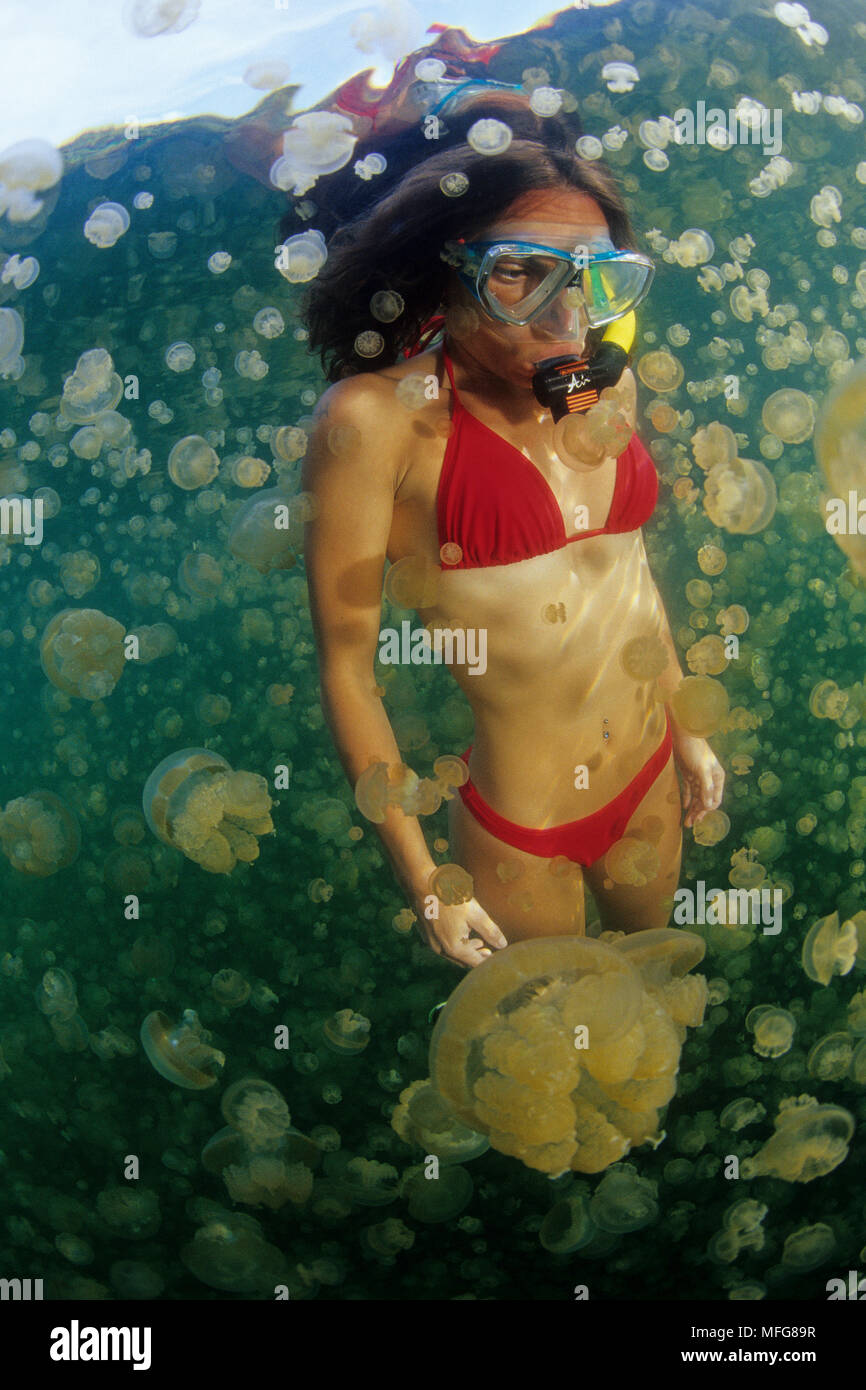 Snorkeler with jellyfish, Mastigias sp., due to their isolation, these jellyfish have lost their ability to sting, Jellyfish Lake Palau (Belau), Micro Stock Photo