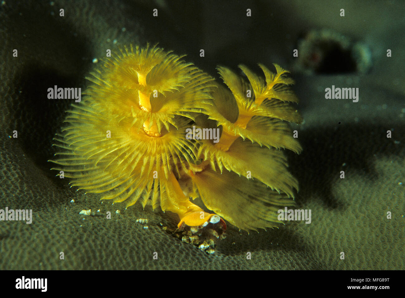 Christmas tree worm, Spirobranchus giganteus, Palau (Belau), Micronesia, Pacific Ocean  Date: 23.07.08  Ref: ZB777 117155 0028  COMPULSORY CREDIT: Oce Stock Photo