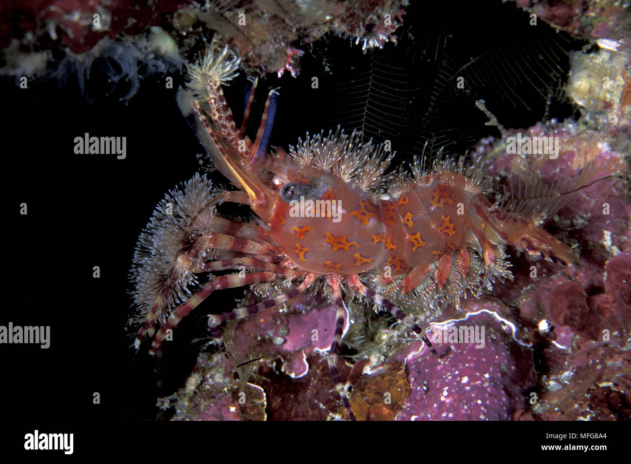 Marble shrimp, Saron sp., Witu, West New Britain, Papua New Guinea, Pacific Ocean Stock Photo