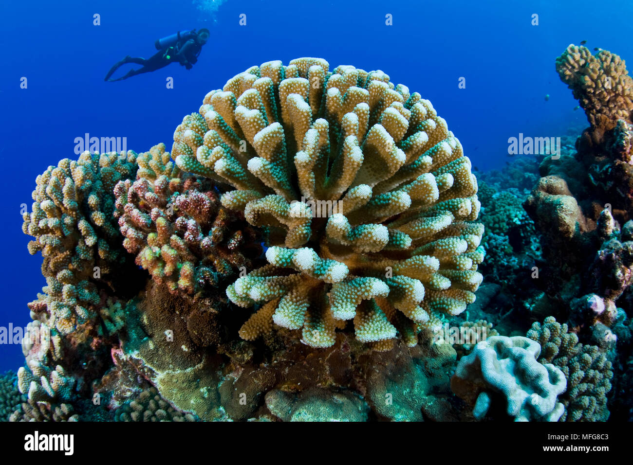 scuba diver and antler coral, Pocillopora eydouxi, dive site Le Tombant, Manihi Atoll, Tuamotu Archipelago, French Polynesia, Pacific Ocean Stock Photo