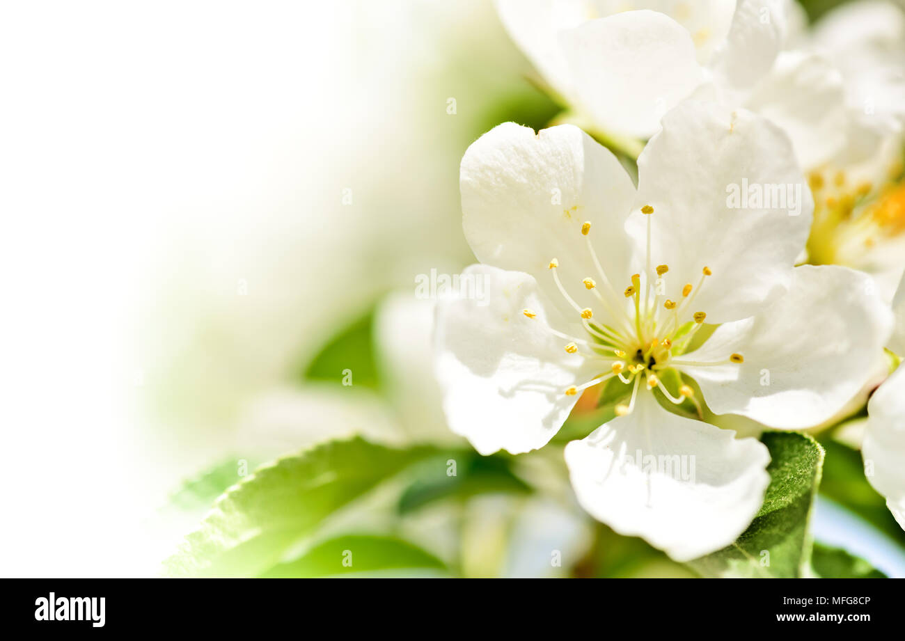 Fresh apple flowers, spring blossom macro background with copy space. Stock Photo