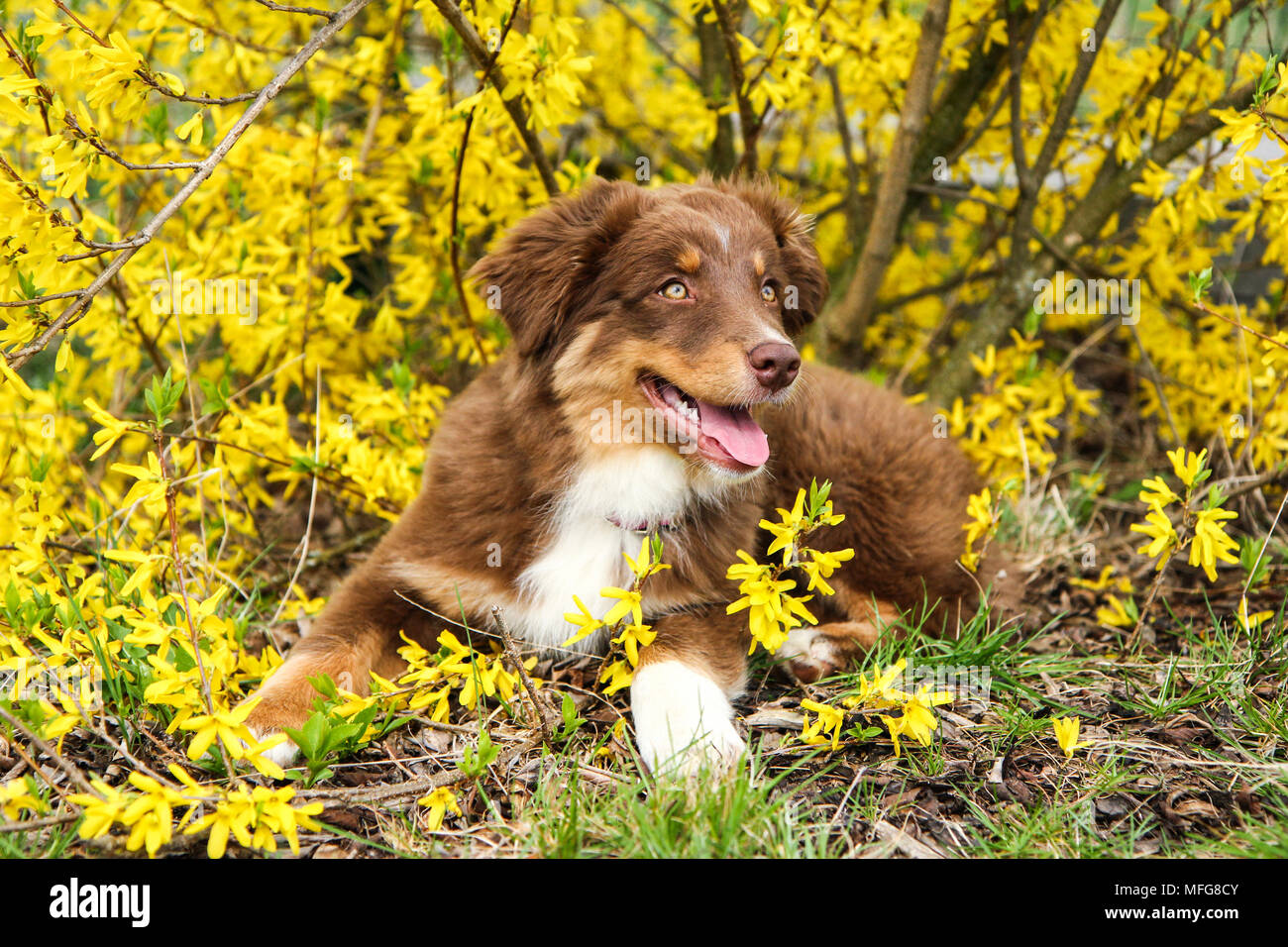 A cute small furry puppy of Australian shepherd is posing near the