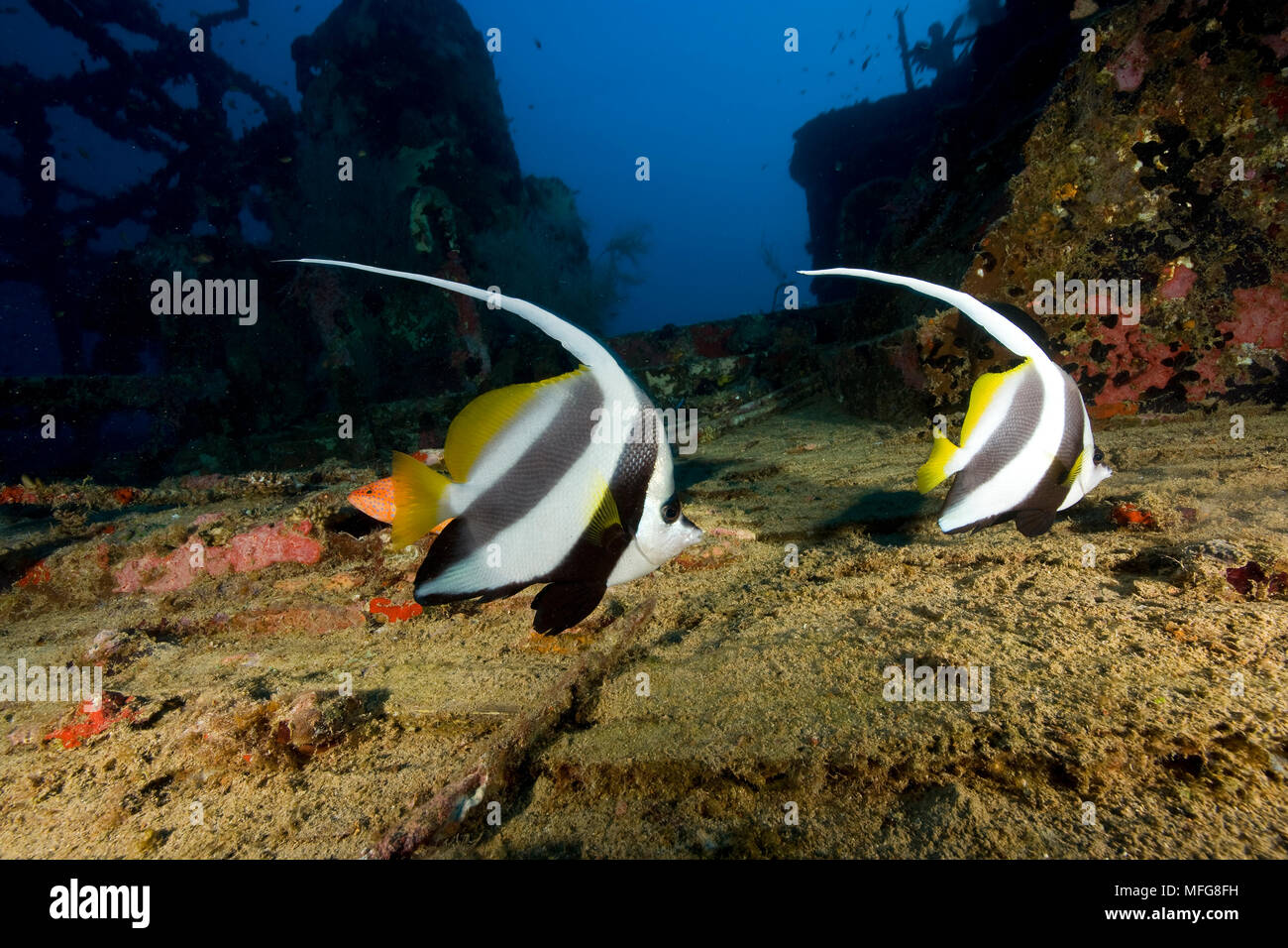 Couple Of Longfin Bannerfish Heniochus Acuminatus On Kuda Giri