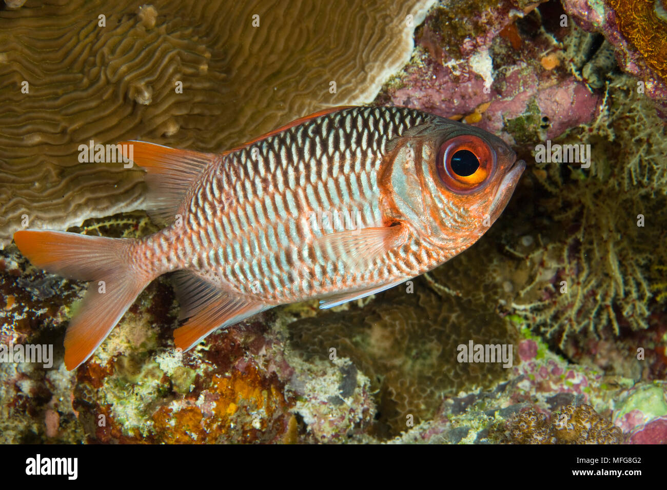 Violet soldierfish, Myripristis violacea,  Maldives, Indian Ocean Stock Photo
