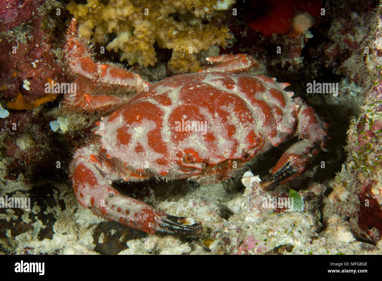 Large crab, Neoliomera insularis, Maldives, Indian Ocean Stock Photo