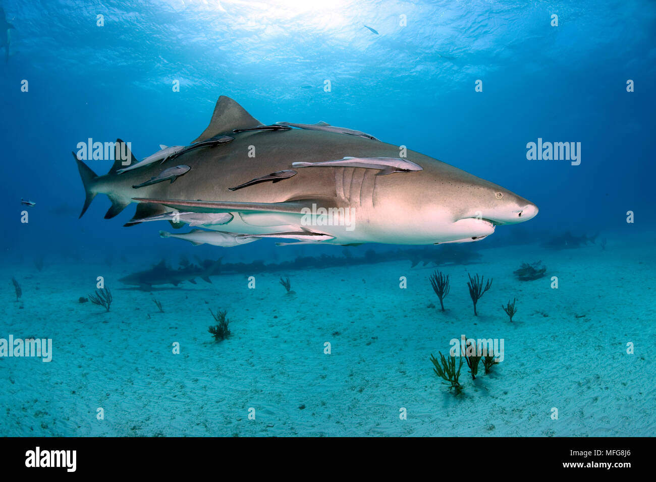 Remora brachyptera hires stock photography and images Alamy