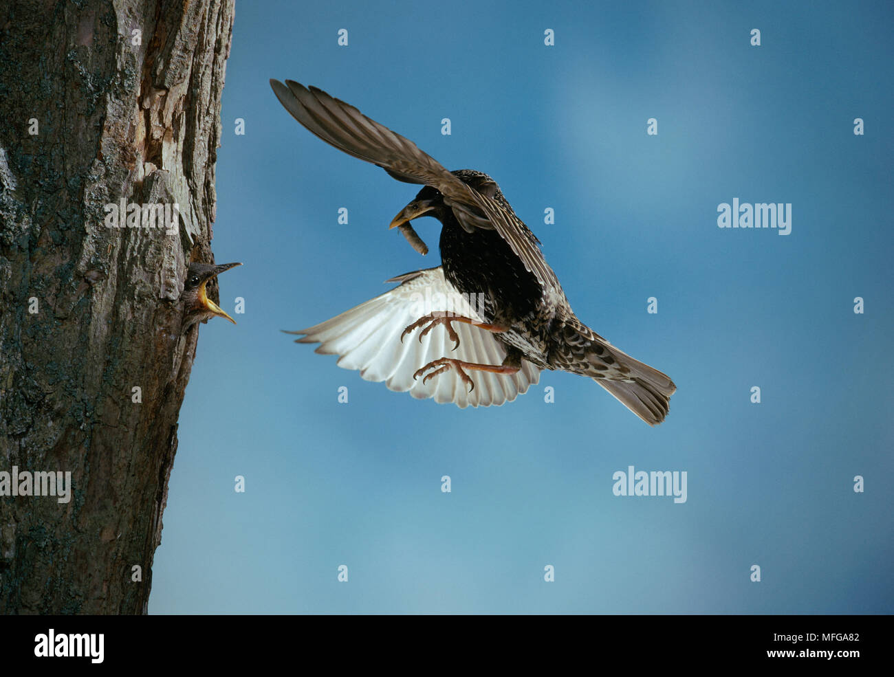 STARLING in flight to nest  Sturnus vulgaris with leather-jacket prey Stock Photo