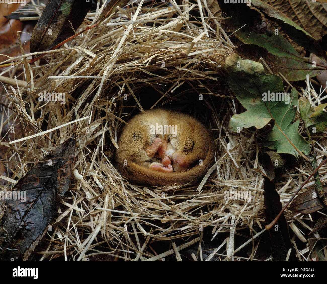 HAZEL DORMOUSE Muscardinus avellanarius hibernating Stock Photo