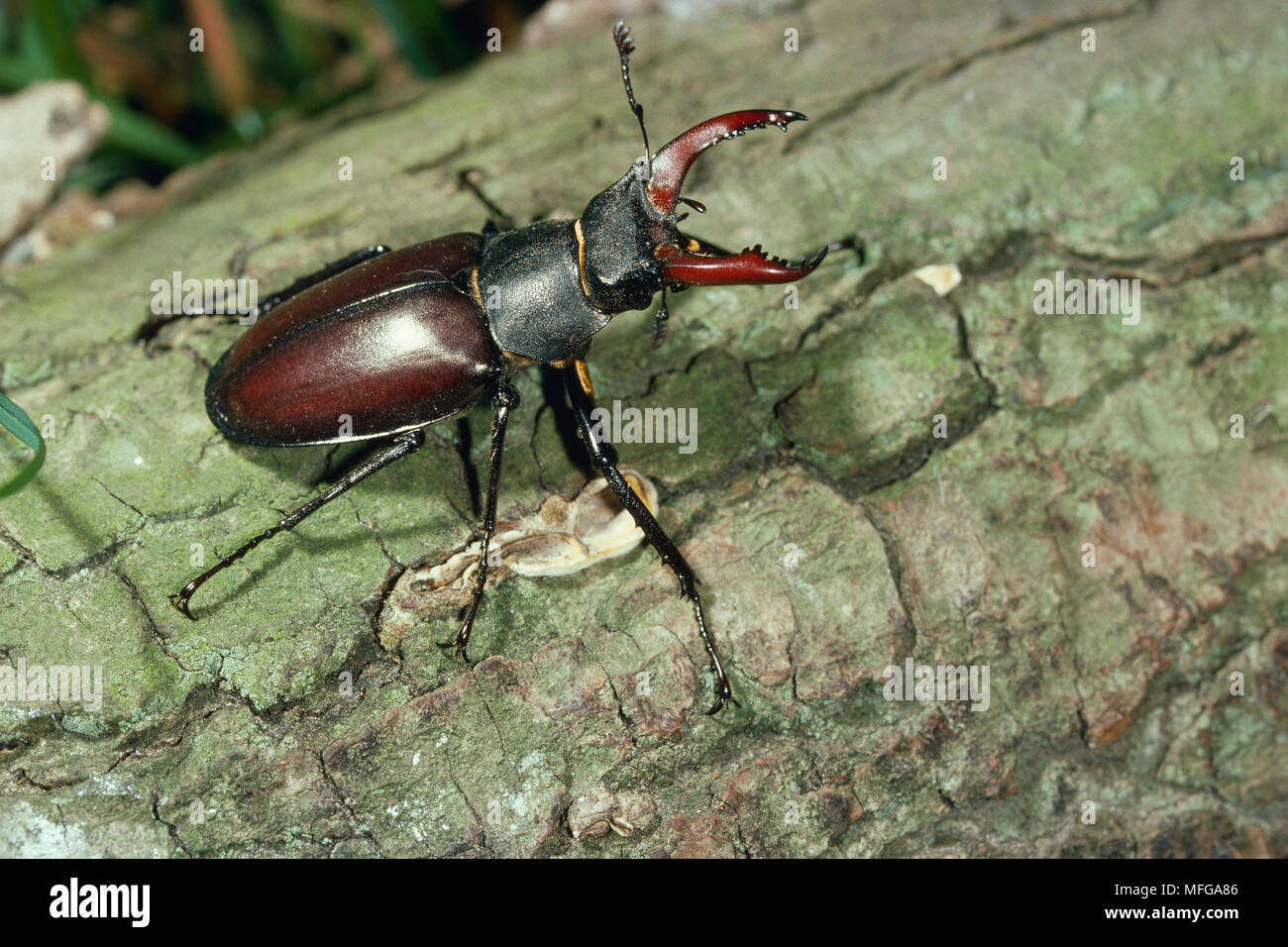 Stag beetles uk hi-res stock photography and images - Alamy