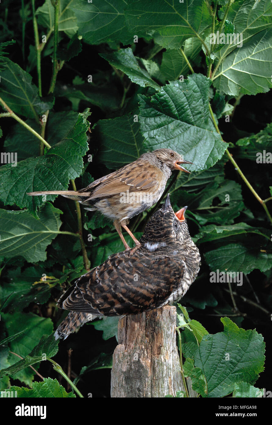 CUCKOO young perched on post  Cuculus canorus being fed by Dunnock or Hedge Sparrow  Prunella modularis foster parent Stock Photo
