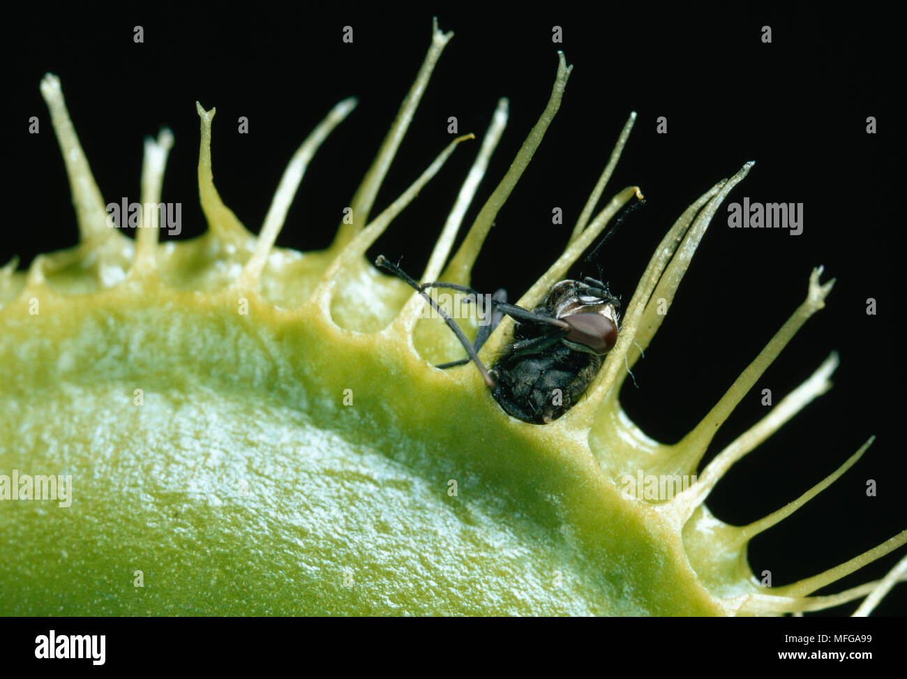 VENUS FLY-TRAP capturing fly  Dionaea muscipula  Insectivorous plant. Prey is caught by  touching trigger hairs which close leaf Stock Photo