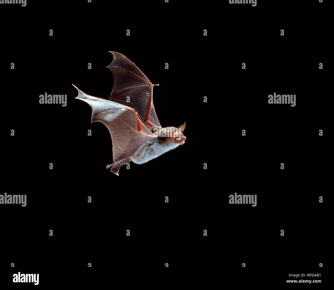 MOUSE-EARED BAT in flight (Myotis myotis) Rare.  UK Stock Photo