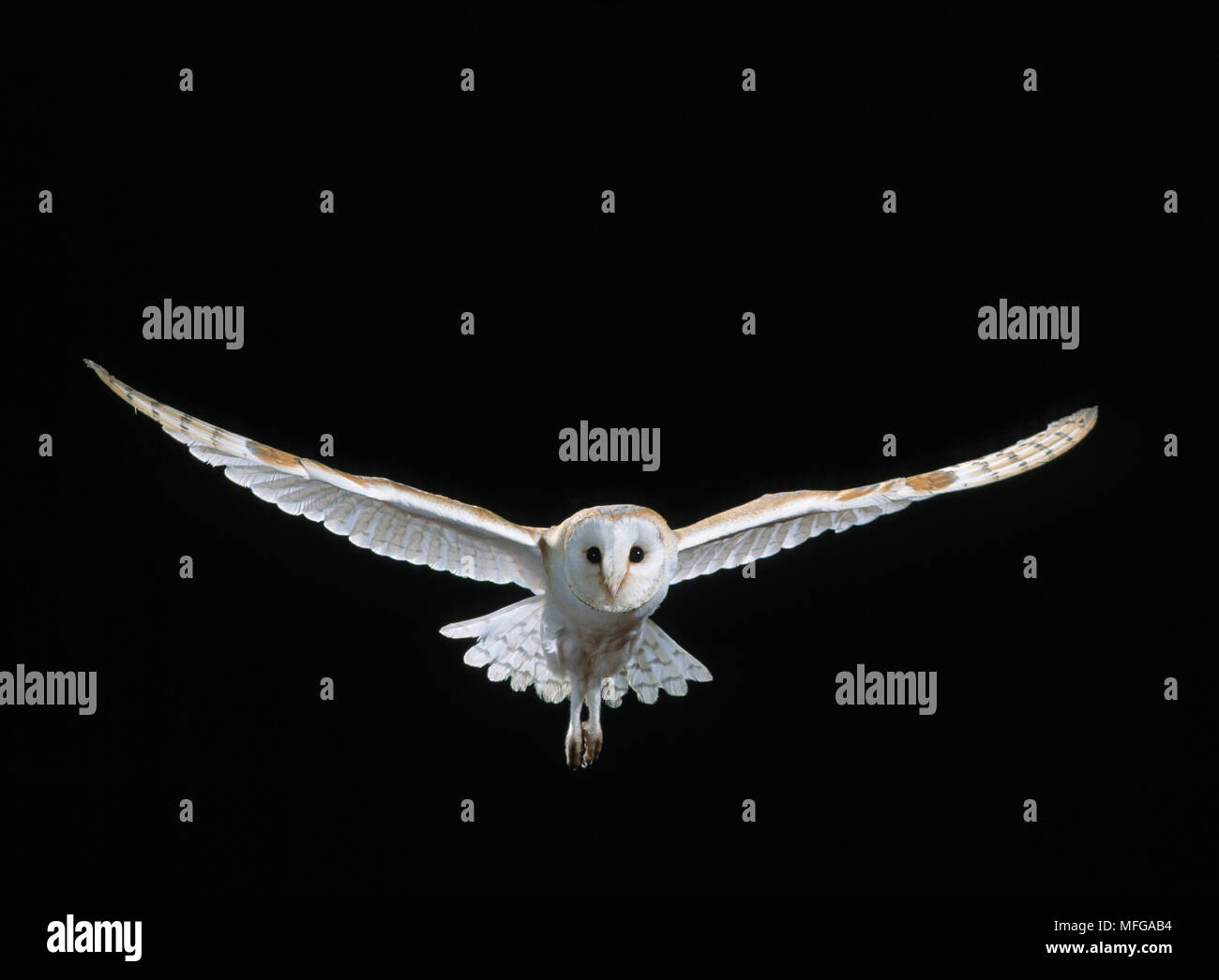 BARN OWL  in flight  Tyto alba Stock Photo