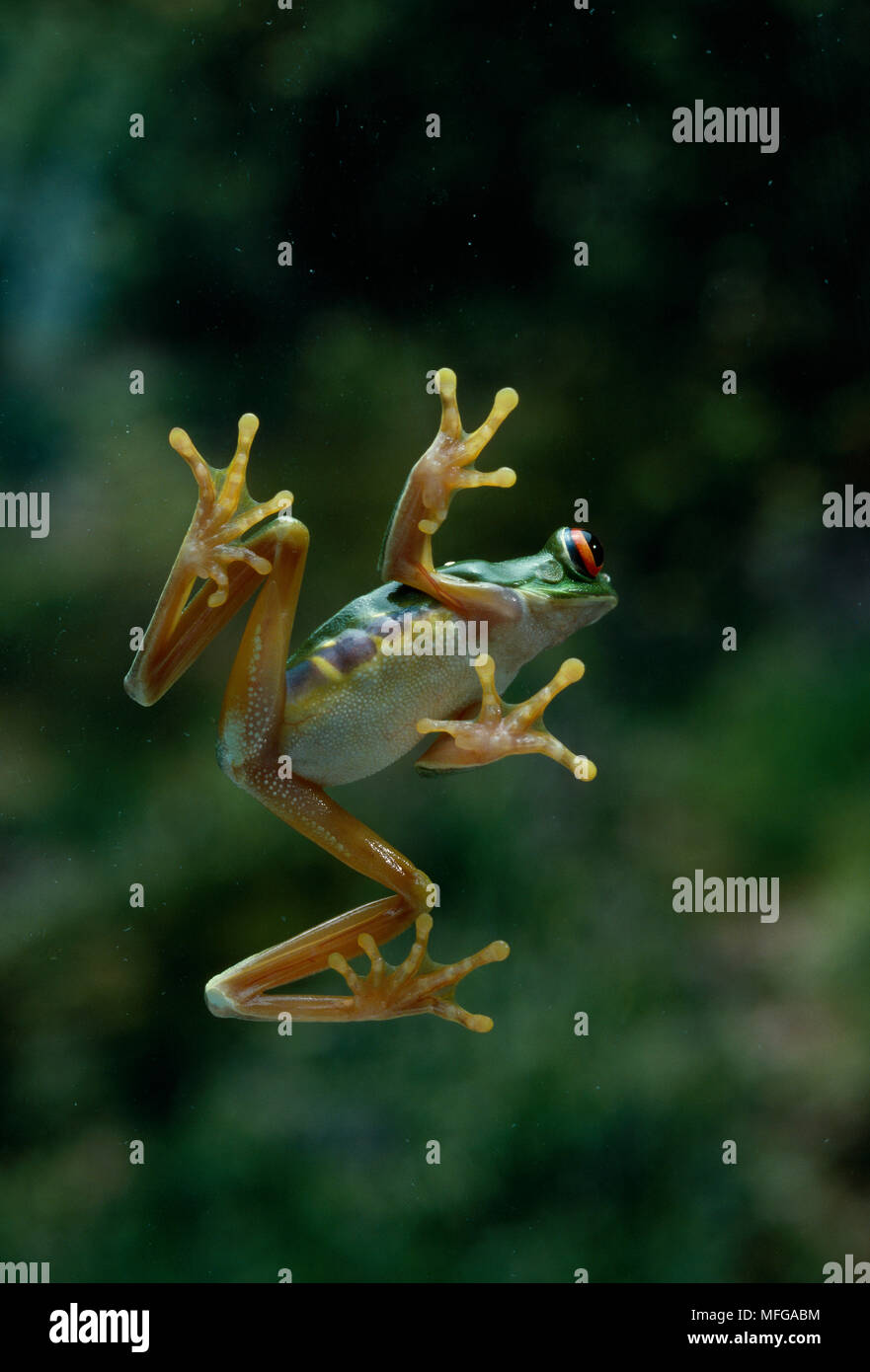 Zb998_sda000932a hires stock photography and images Alamy