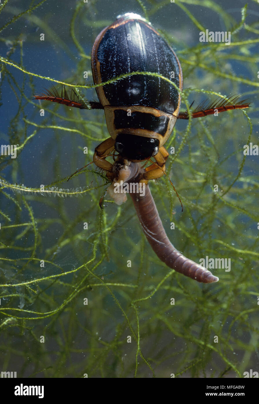 GREAT DIVING BEETLE Dytiscus marginalis male feeding on worm Stock Photo