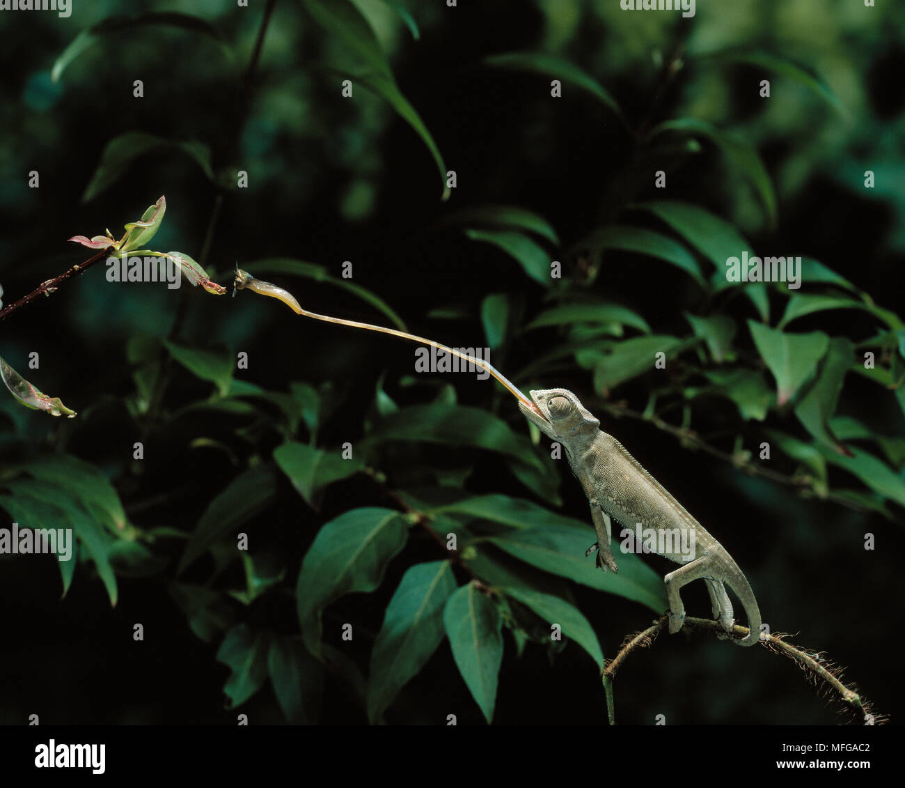 MEDITERRANEAN CHAMELEON Chamaeleo chamaeleon catching insect with tongue Stock Photo