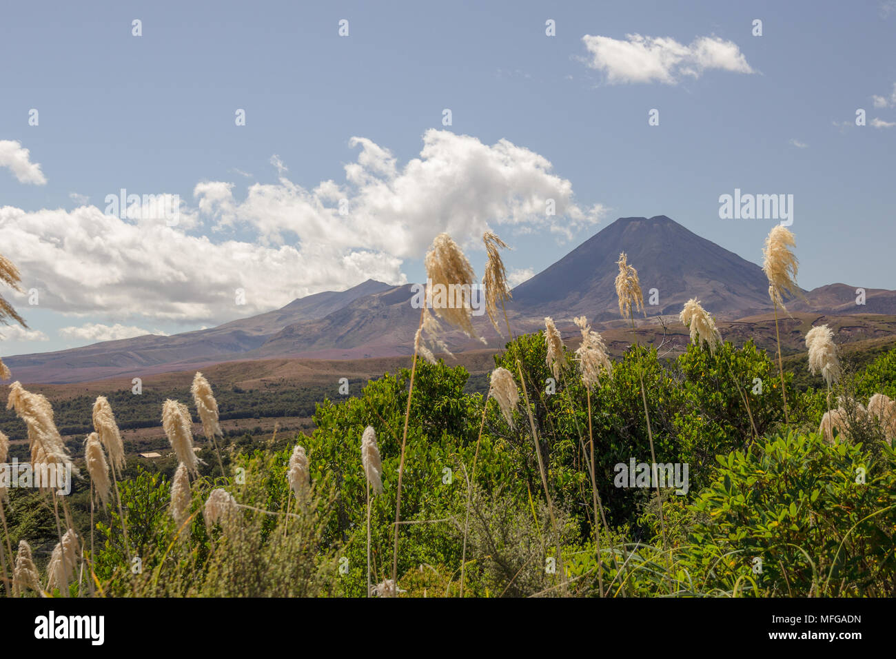 Tall, tufted, white grasses - blurred with wind movement -provide foreground for Tongariro Volcano and plateau, Tongariro National Park, New Zealand Stock Photo