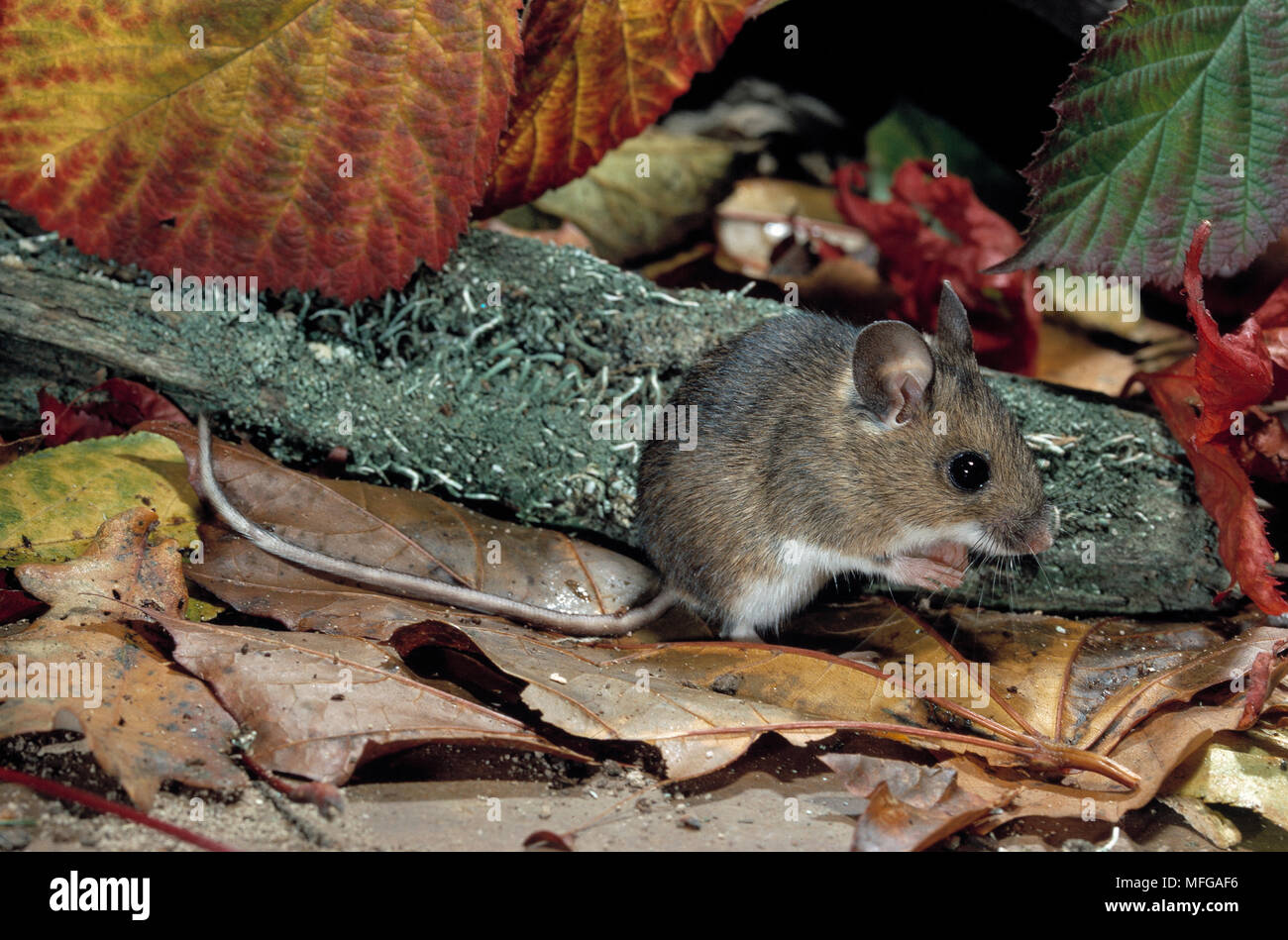 WOOD MOUSE amongst leaf litter Apodemus sylvaticus Also called Long