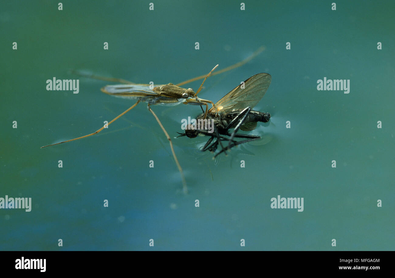 POND SKATER with prey  Gerris lacustris Stock Photo