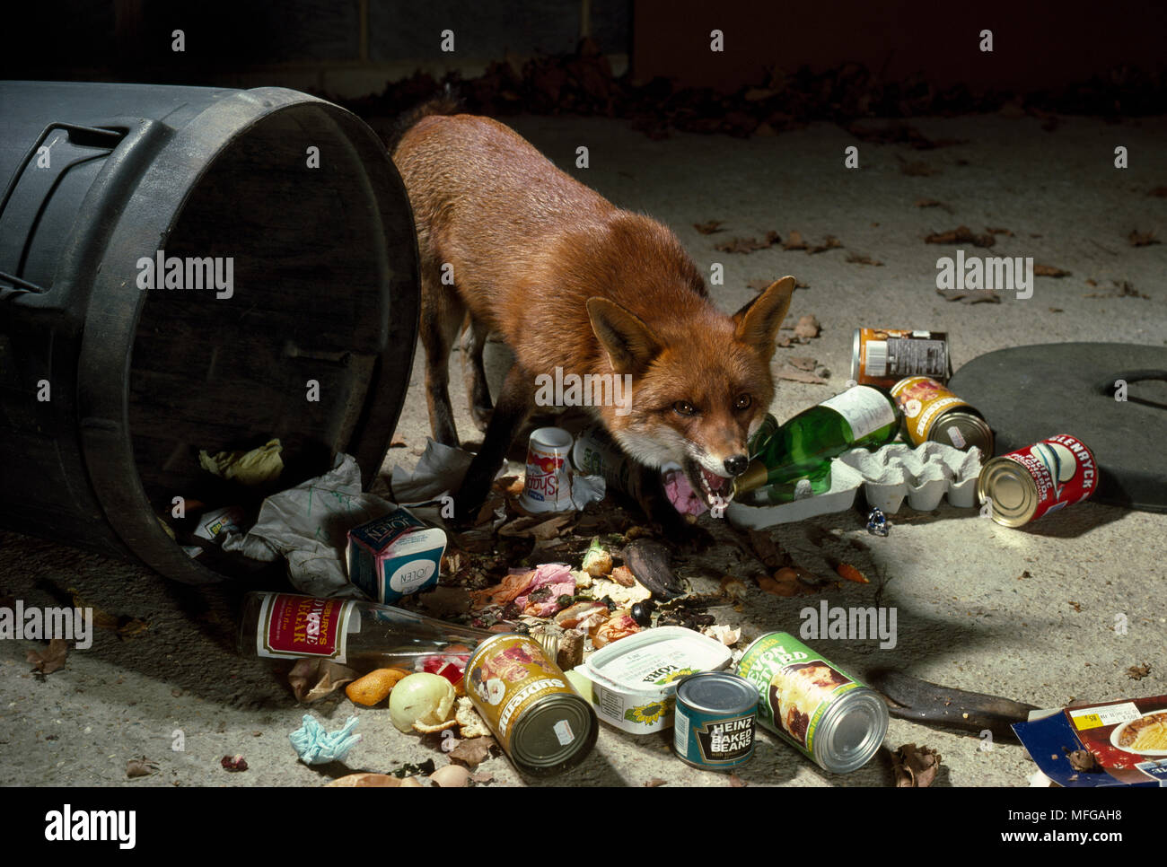 European fox dustbin hires stock photography and images Alamy