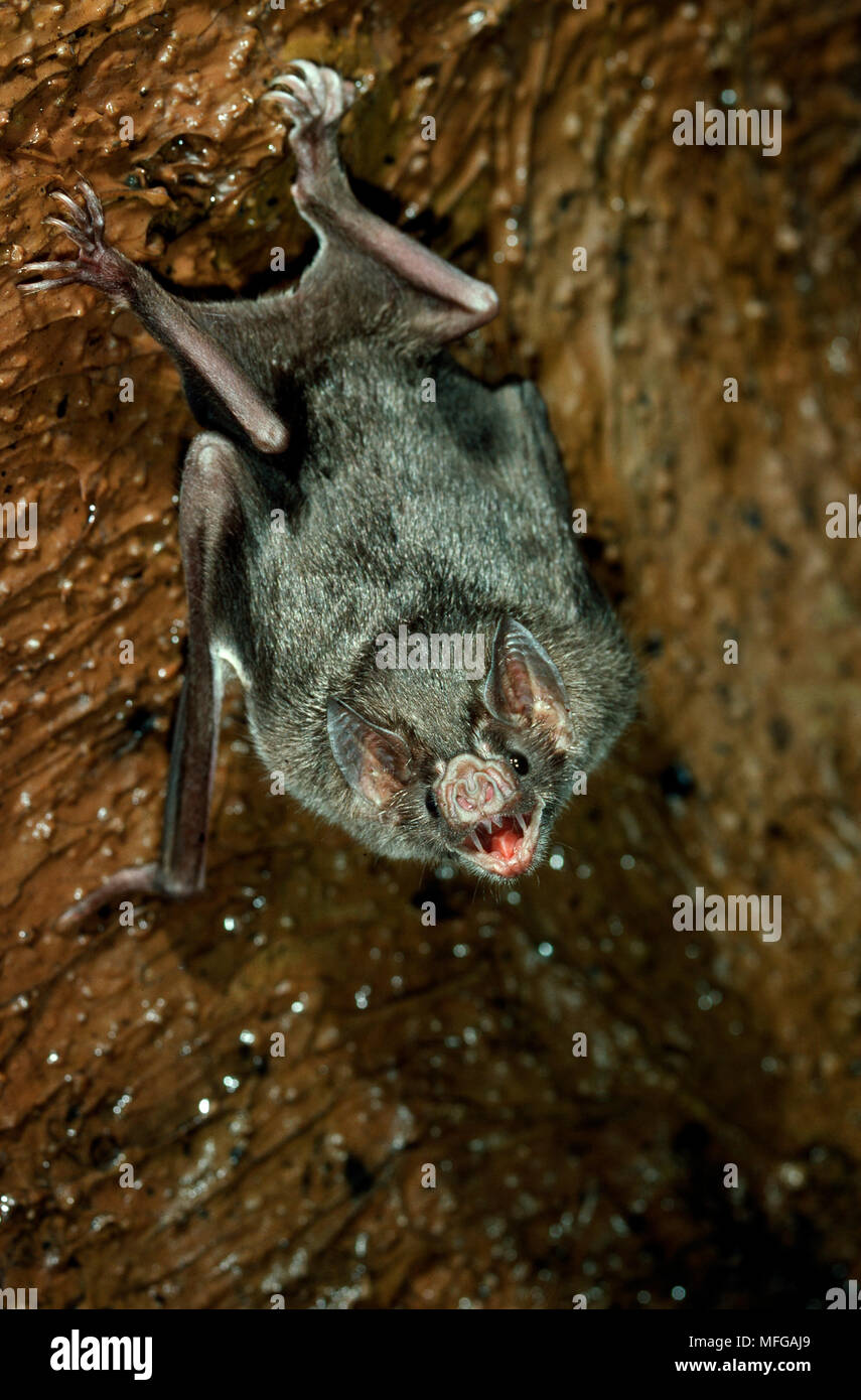 South american vampire bat hi-res stock photography and images - Alamy